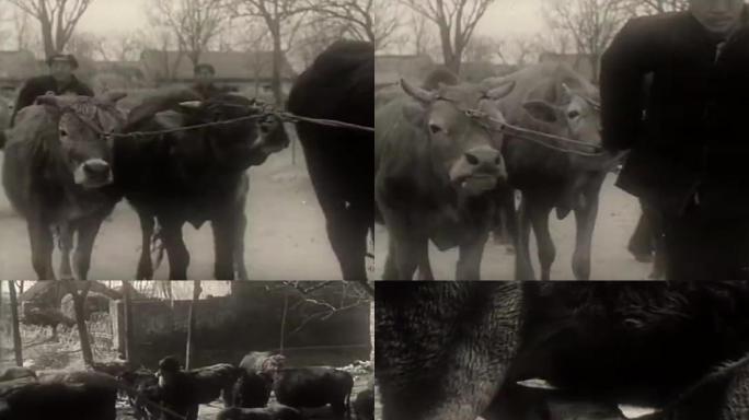 60年代农村饲养牛视频