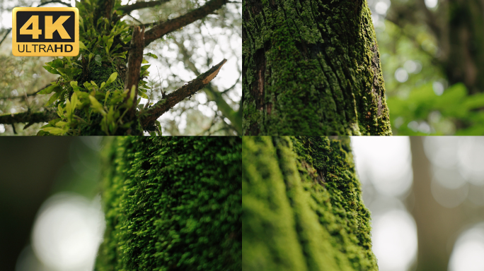 原始森林的苔藓，森林生态