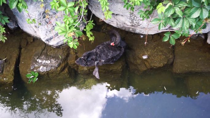 黑天鹅在水中岸边休息游动