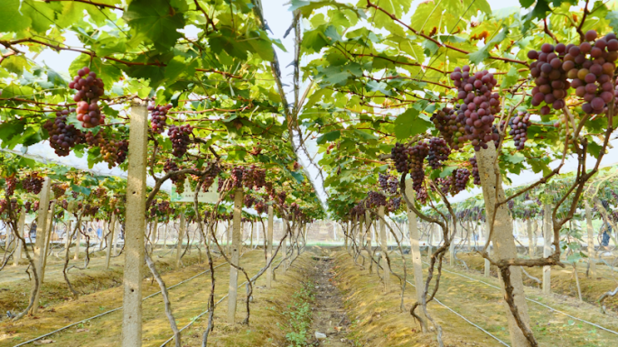 【原创】葡萄种植基地农业