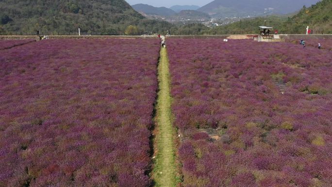 铜矿铜草花风景美