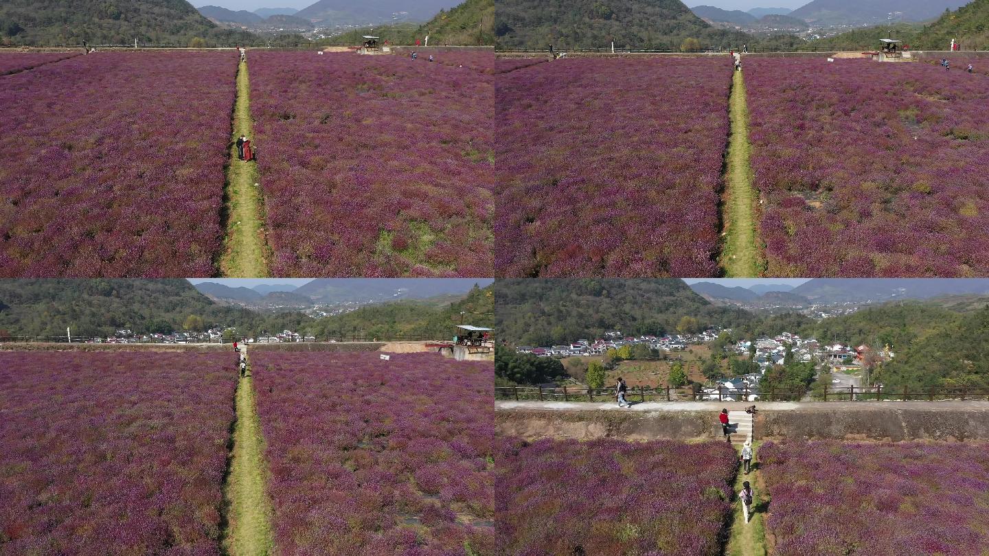 铜矿铜草花风景美