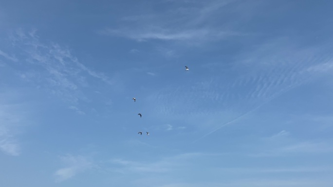 4K 海边上空几只海鸥飞翔