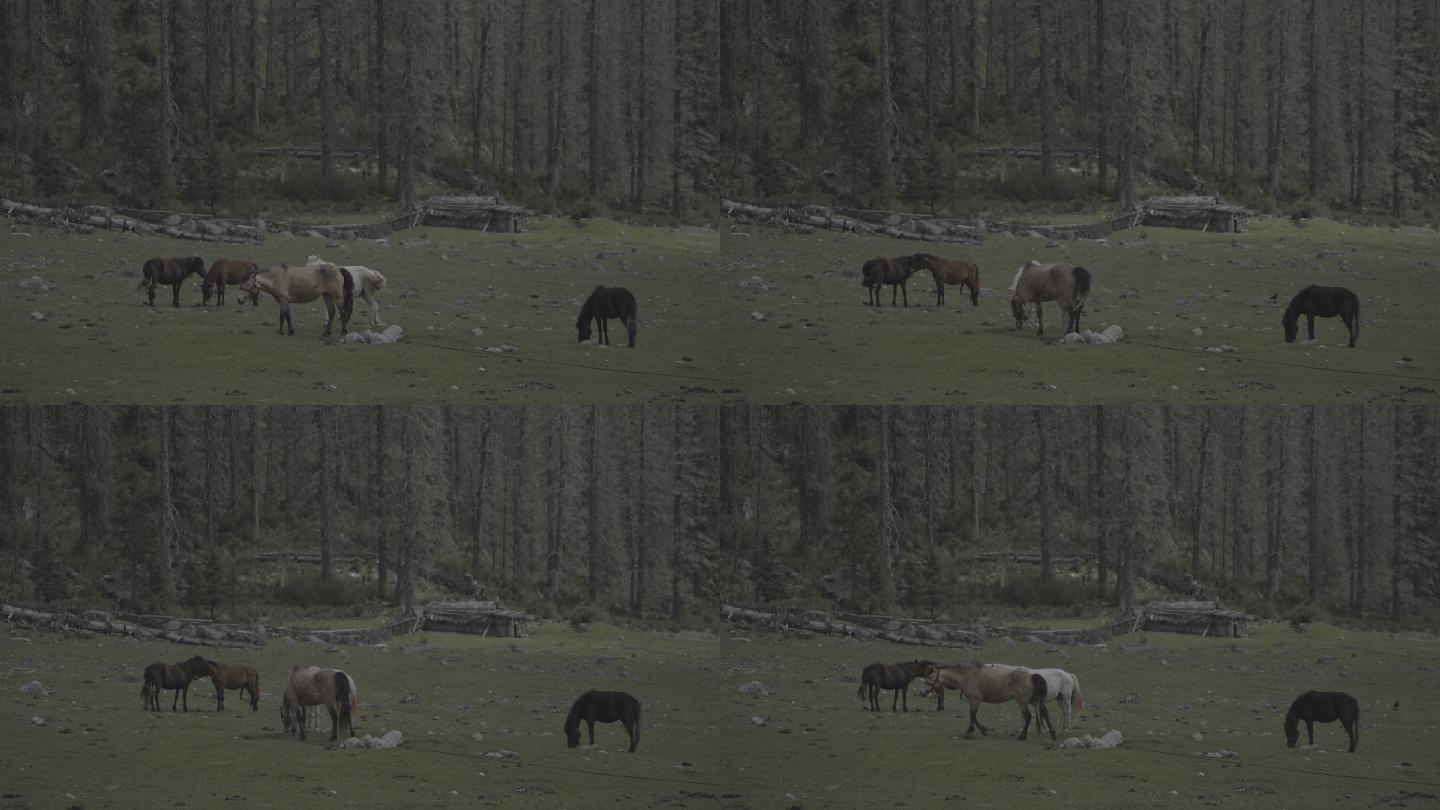 马在山谷草地吃草