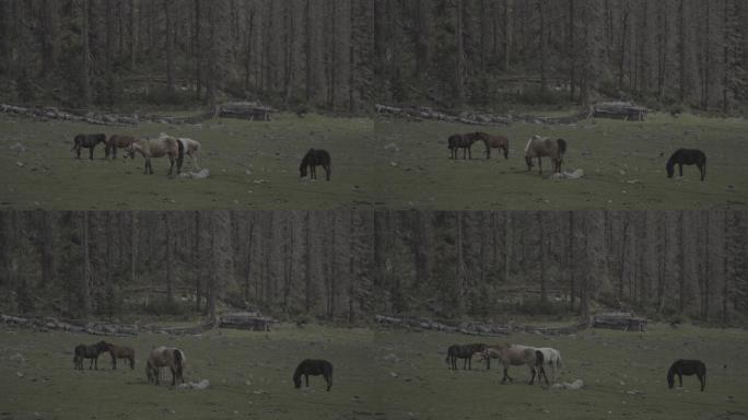 马在山谷草地吃草