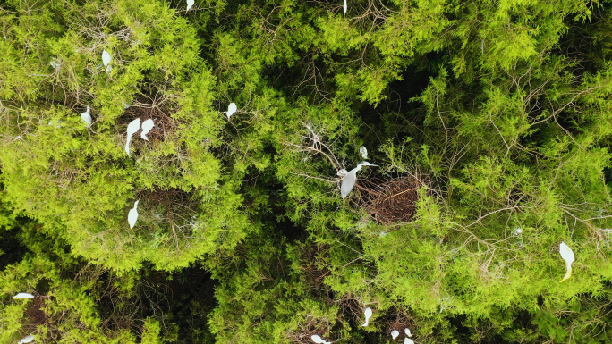 山林森林树枝上的鸟类-白鹭