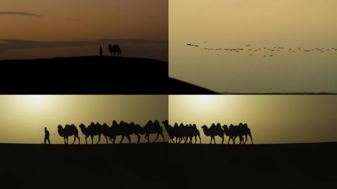 落日、光影、黄昏、大漠、沙漠、骆驼、飞鸟