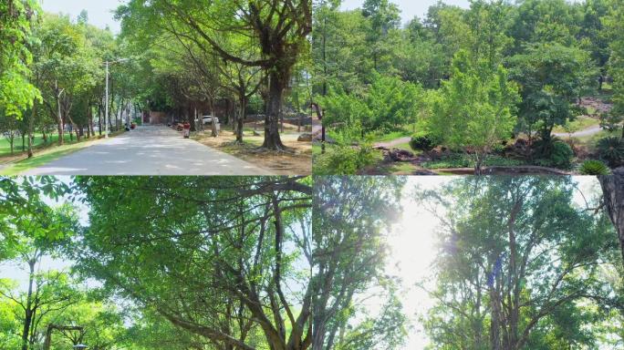 森林树木阳光绿道休闲城市公园绿化