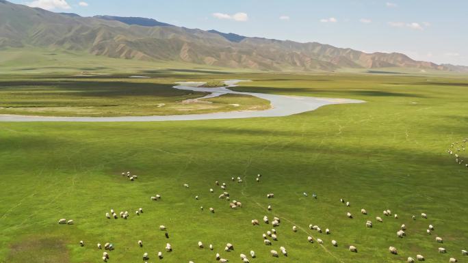 中国新疆伊犁巴音布鲁克草原与羊群