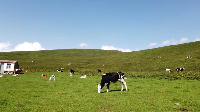 牛儿吃草