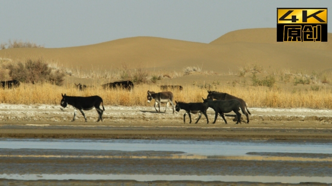 动物、驴、羊、植物、河流、新疆达里雅博依