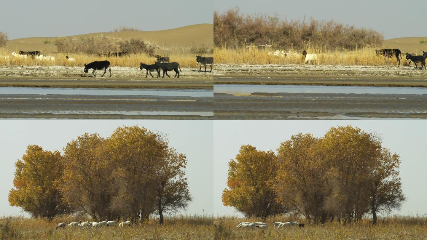 动物、驴、羊、植物、河流、新疆达里雅博依