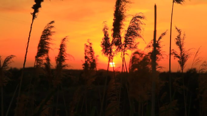 黄昏  夕阳  芦苇荡