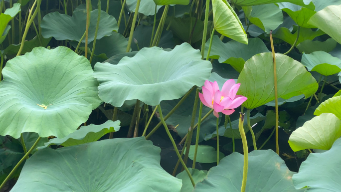 荷花玄武湖紫峰实拍素材