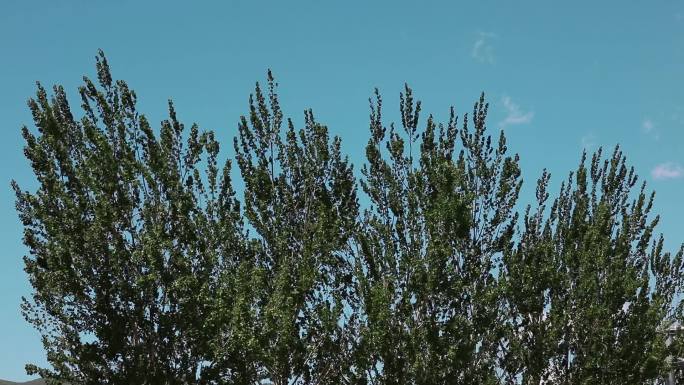 风吹树摆动 树摆动 夏天