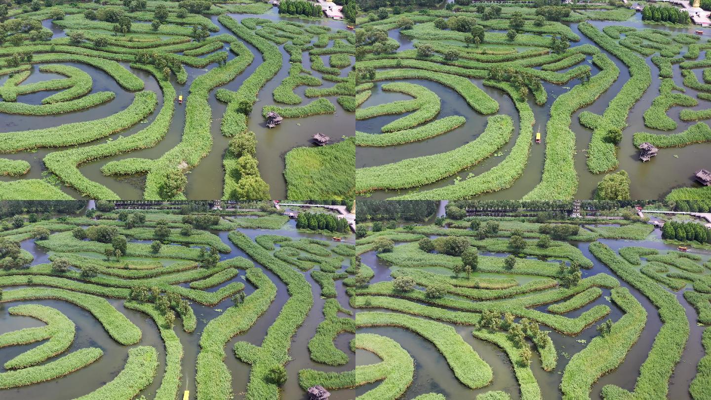 盐城大纵湖芦苇荡夏季风光