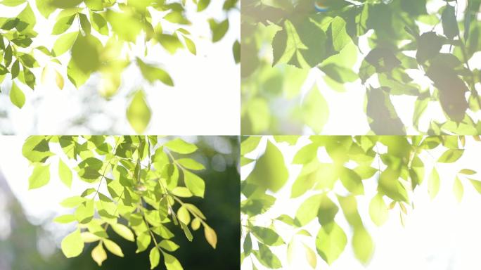 [原创】唯美阳光透过大树树叶随风摇曳