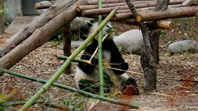 成都大熊猫基地熊猫吃竹子4K