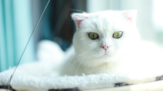 猫 晒太阳的猫 吊床猫 白猫