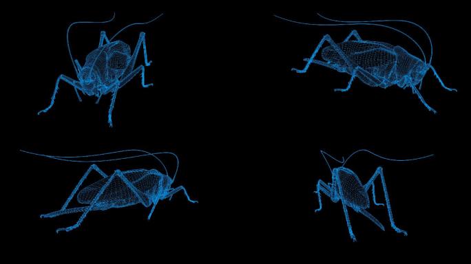 蓝色全息线框东方蚱蜢视频素材旋转带通道