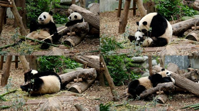 成都大熊猫基地熊猫母子嬉戏4K