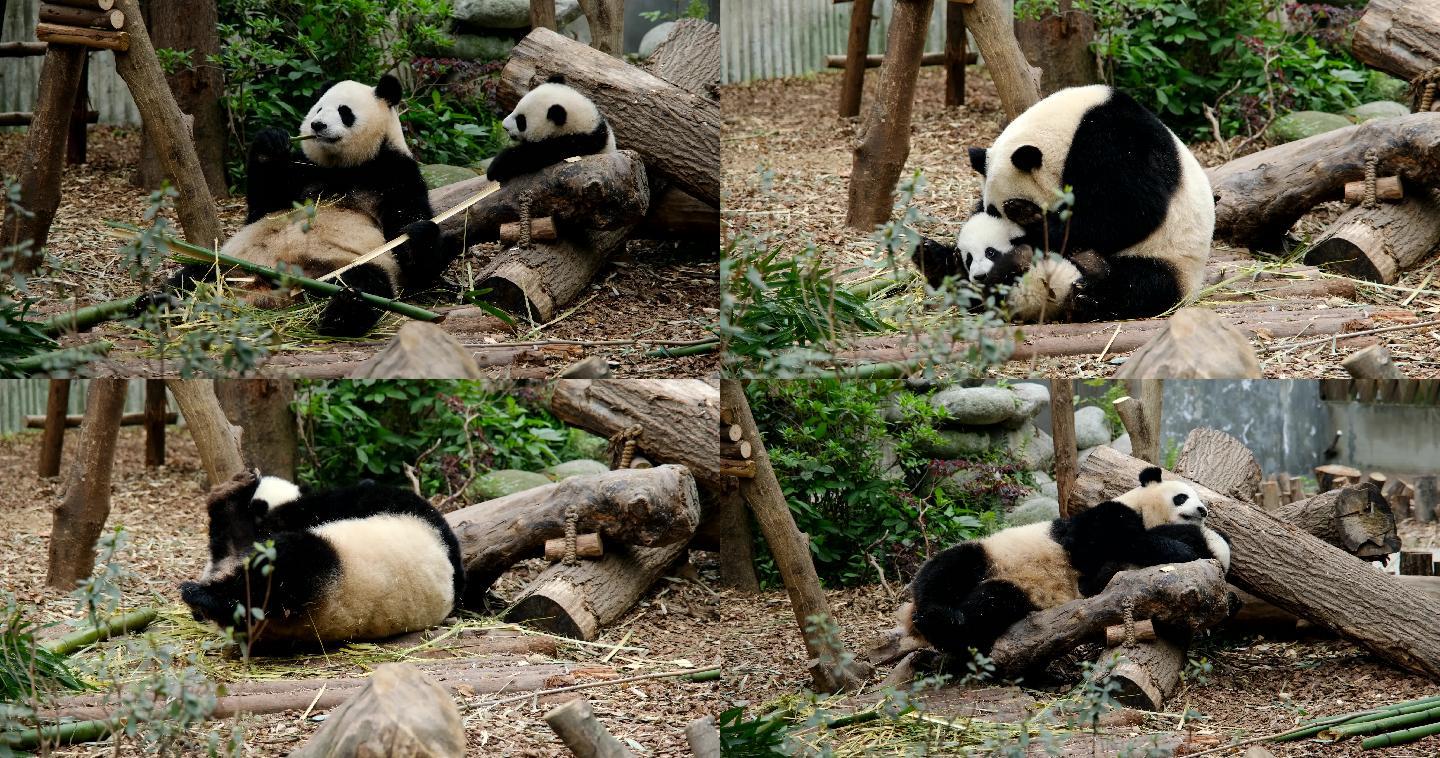 成都大熊猫基地熊猫母子嬉戏4K