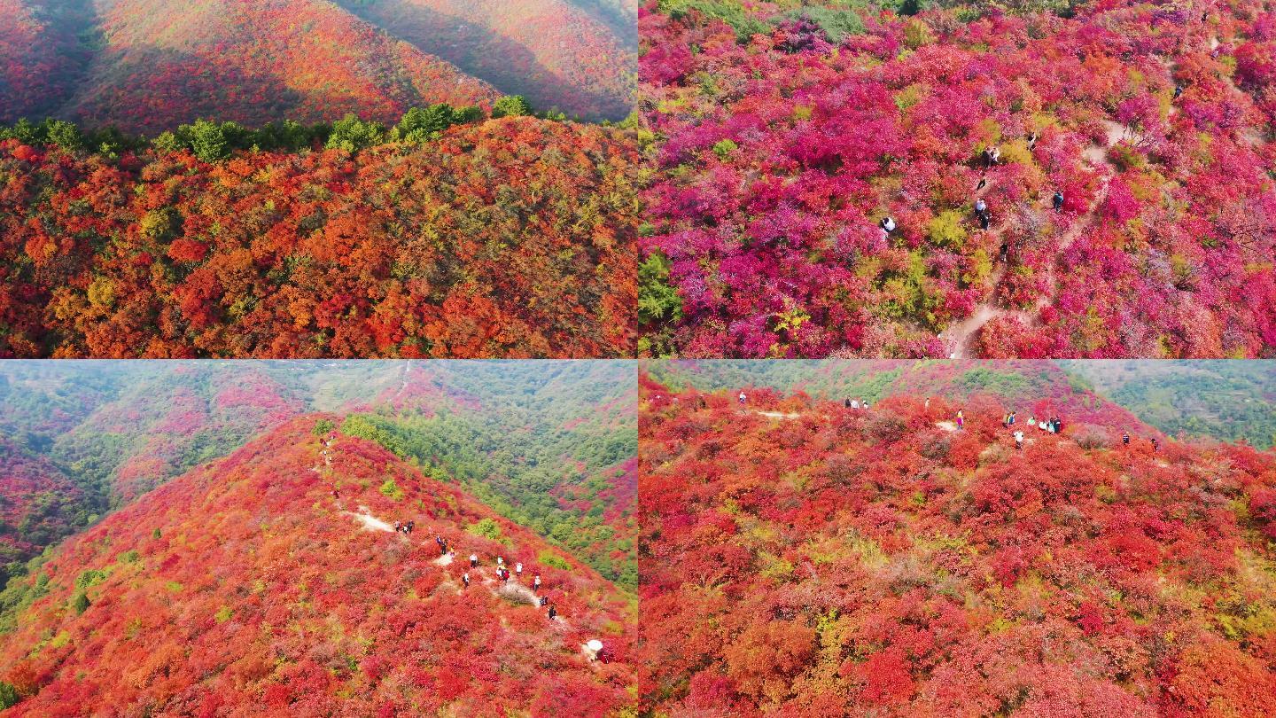 韩城香山红叶