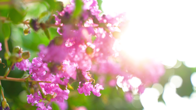 【原创】夏天阳光下的紫薇花