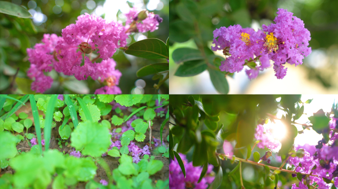 【原创】夏天阳光下的紫薇花