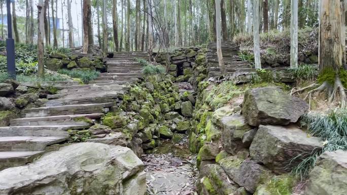 龙泉山林步道全民健身