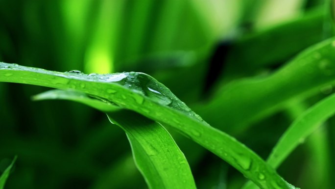 雨后绿叶-露水-水滴-兰花