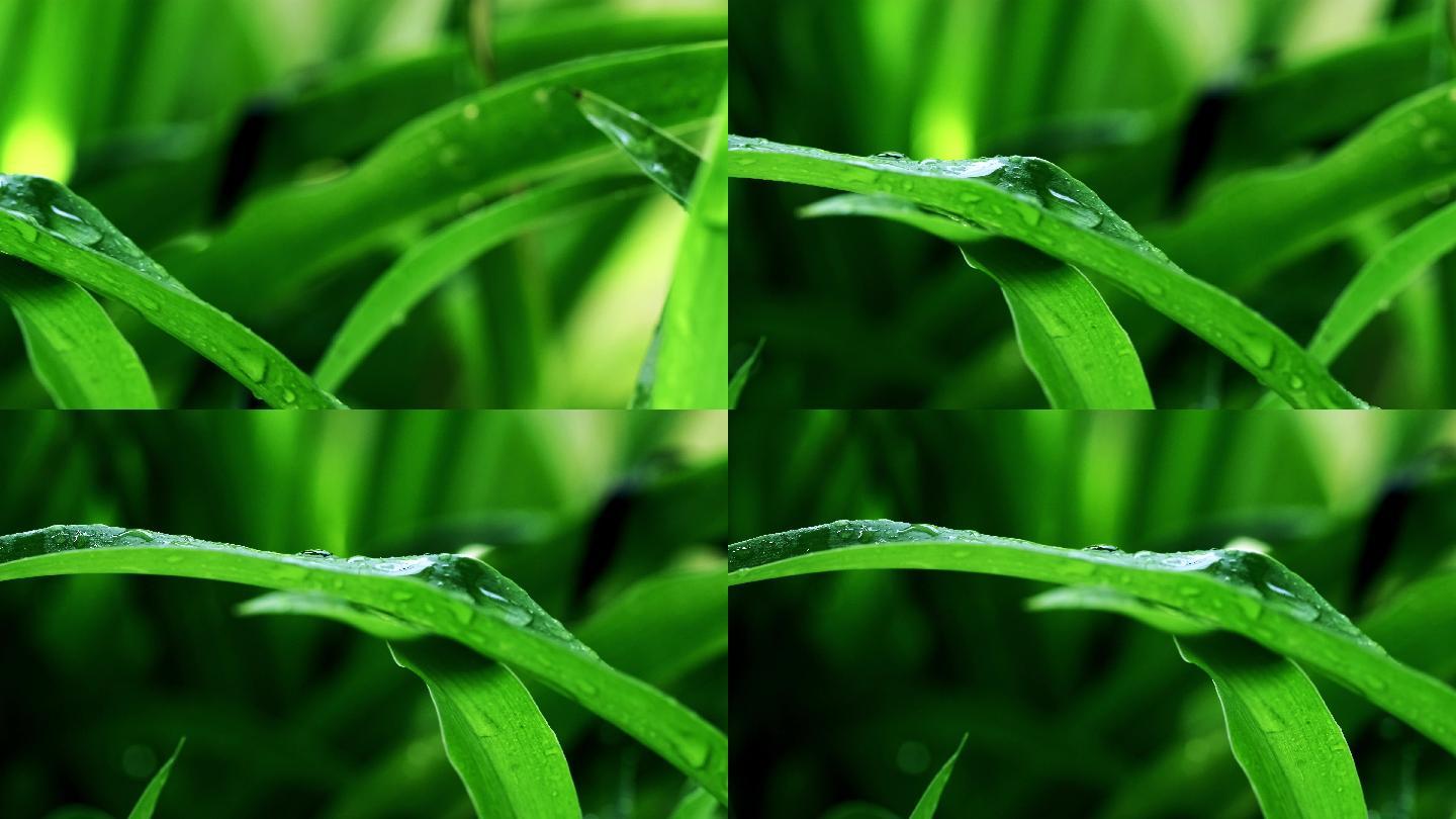 雨后绿叶-露水-水滴-兰花