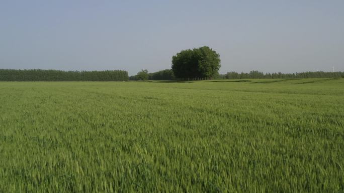 4k农田小麦