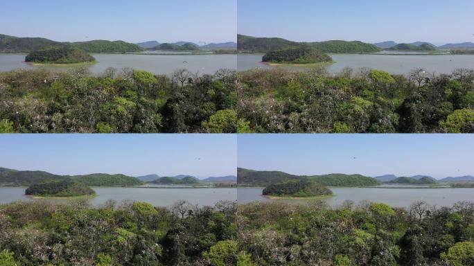 湿地苍鹭翩跹生态美