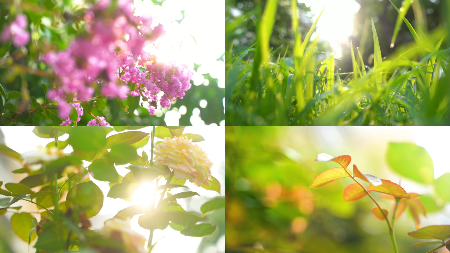 【原创】清晨阳光树叶小草花朵雨露