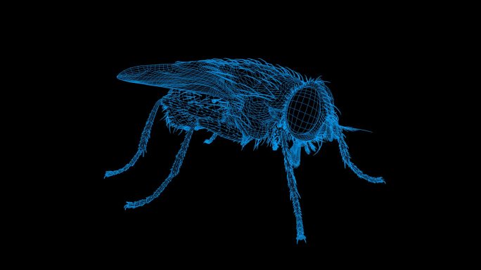 蓝色全息线框家蝇视频素材旋转带通道