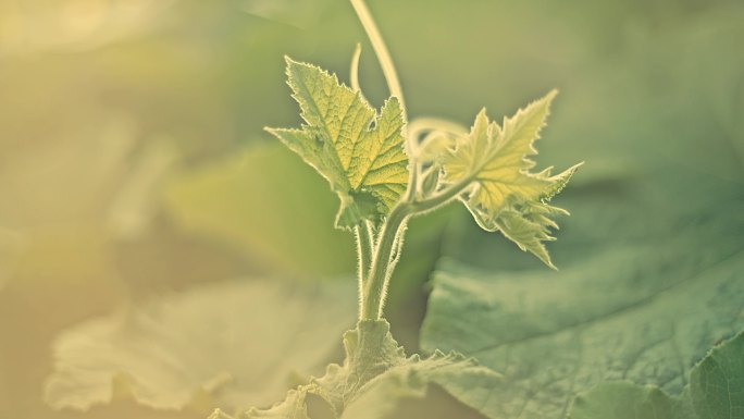 植物生长 空镜