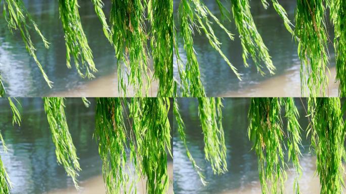 飘动的柳树-水面波光