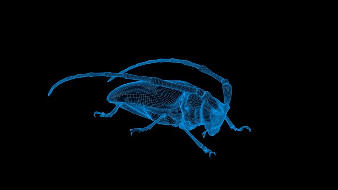 蓝色全息线框天牛视频素材旋转带通道