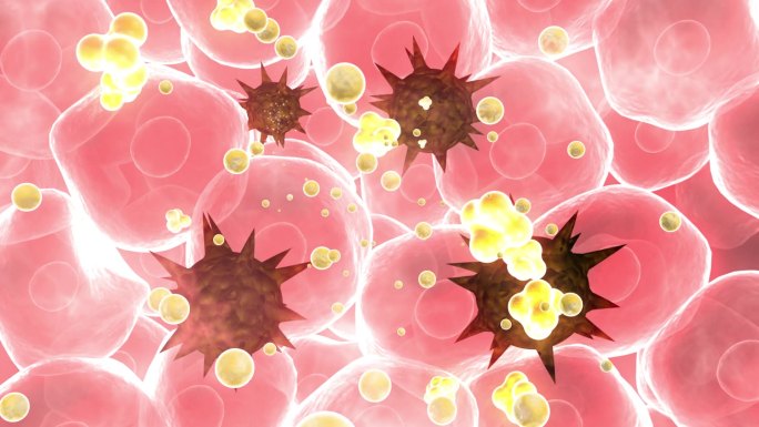 清除肝病毒净化免疫细胞
