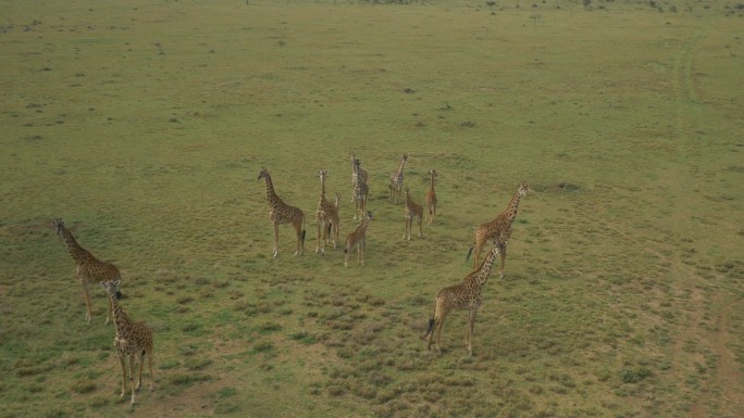 在草地奔跑的长颈鹿