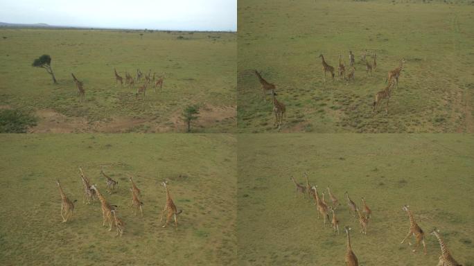 在草地奔跑的长颈鹿