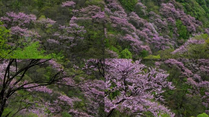 秦岭紫荆花-1