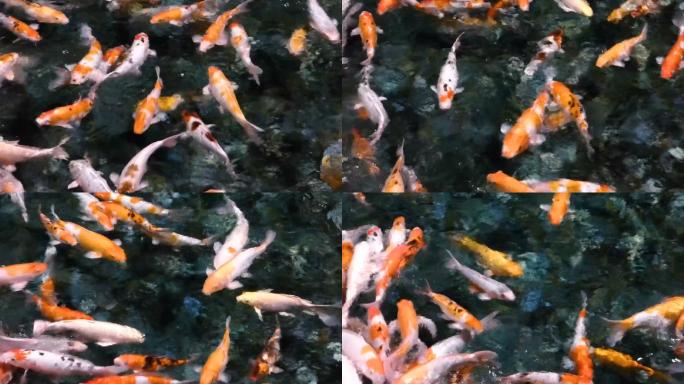 许多锦鲤鱼在水中快速移动