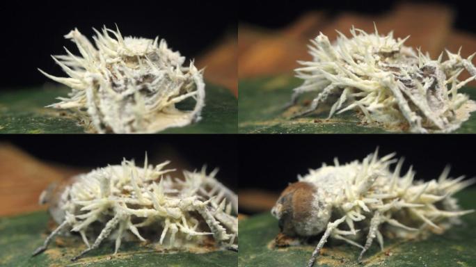 虫草真菌感染苍蝇