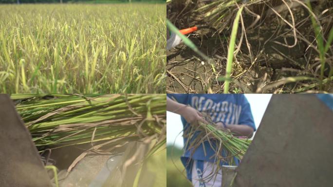 【有版权】学生体验农场水稻开镰收割