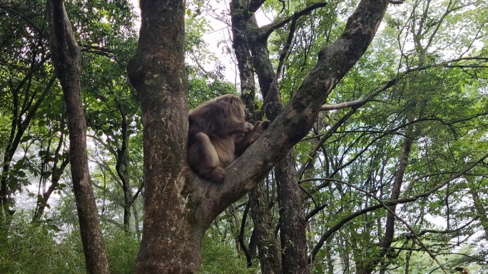 【原创】峨眉山的猴子