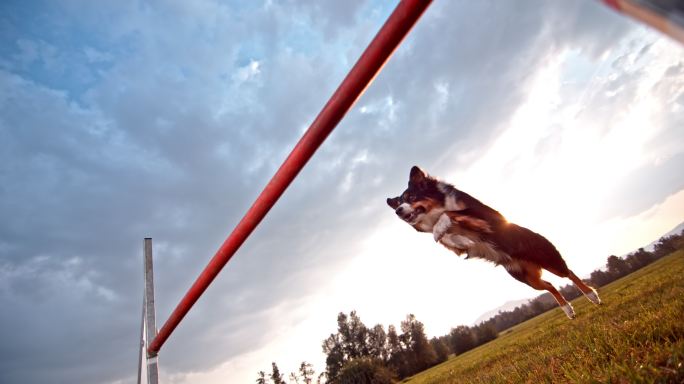 牧羊犬在阳光明媚的草地上跳栏