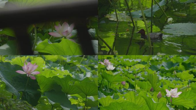 苏州园林·拙政园花窗夏季荷塘鸳鸯倒影七月