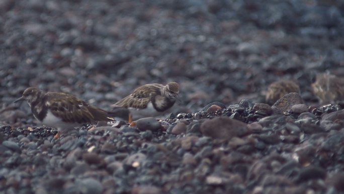 一群沿海的小鸟翻着木瓦，